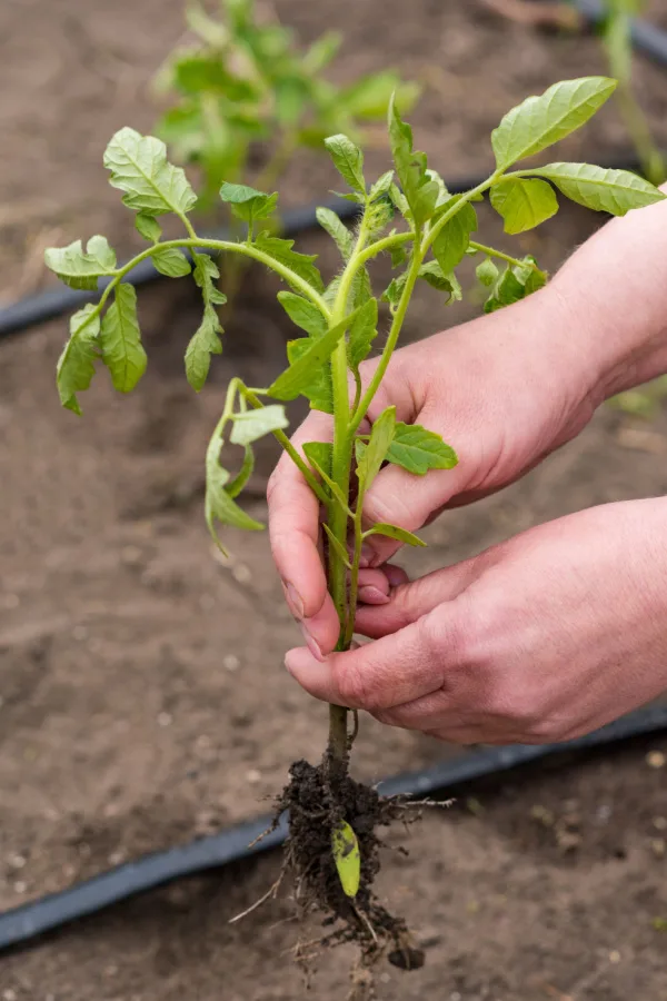 Two hands holding up a tomato transplant before planting into a garden. 