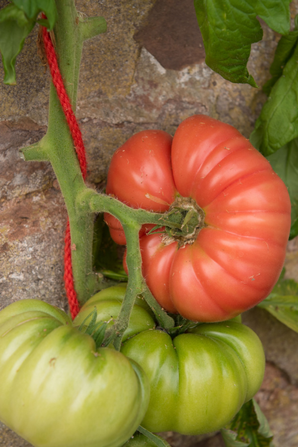 Mortgage Lifter tomatoes growing on a vine with one ripe fruit and two unripe ones below. 