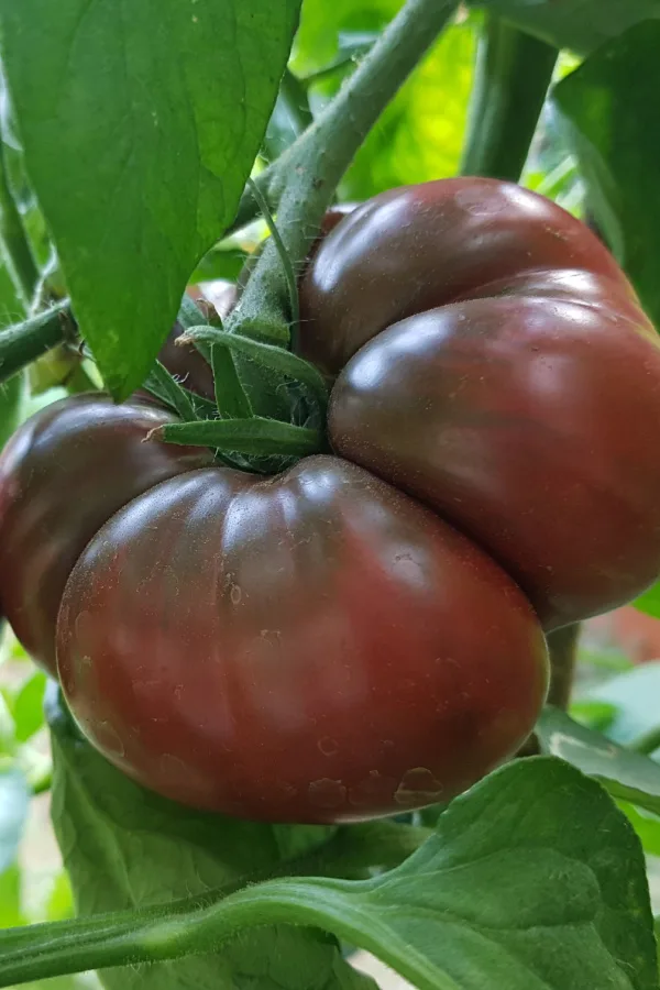 Black Krim Tomatoes growing and ripening on a plant