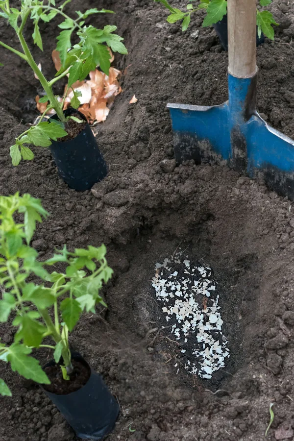 Black krim tomato plants being planted with crushed egg shells in the planting hole. 