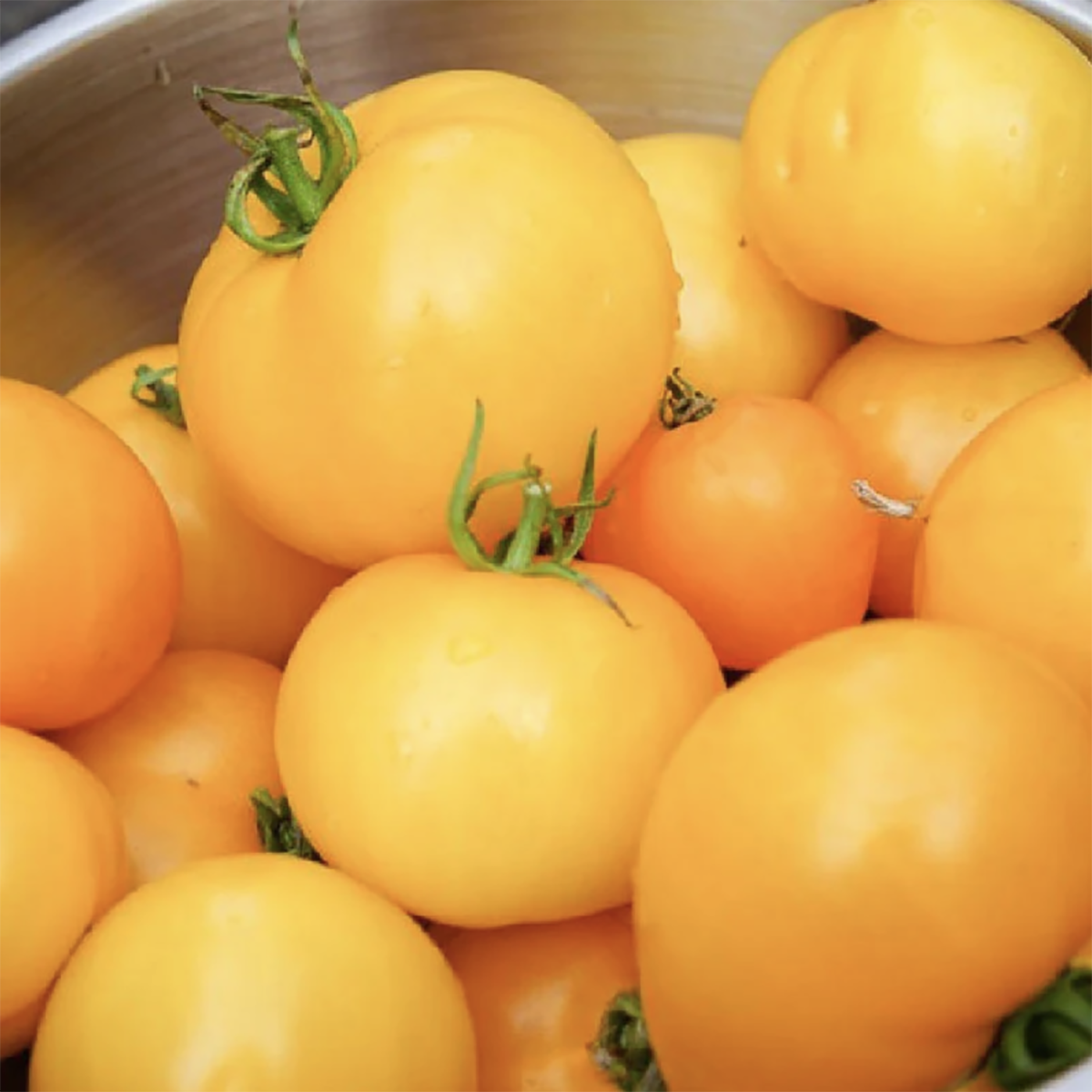A ton of Golden Jubilee tomatoes in a pile.