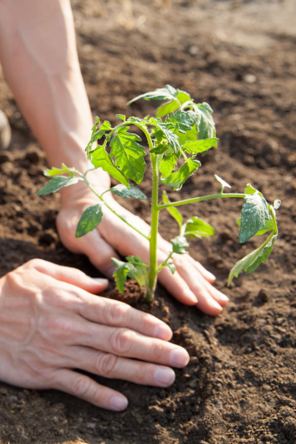 A tomato seedling being planted in rich soil. 