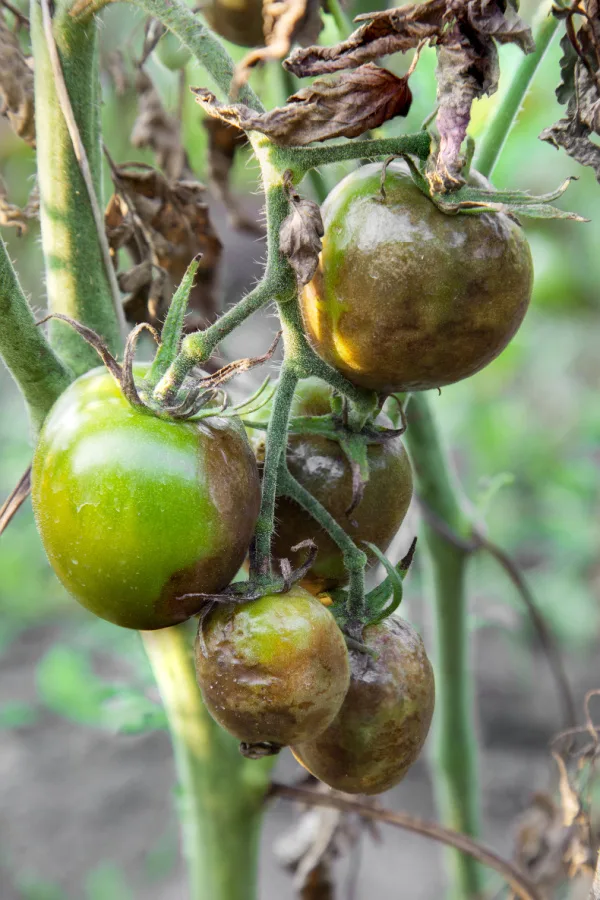 disease on plants