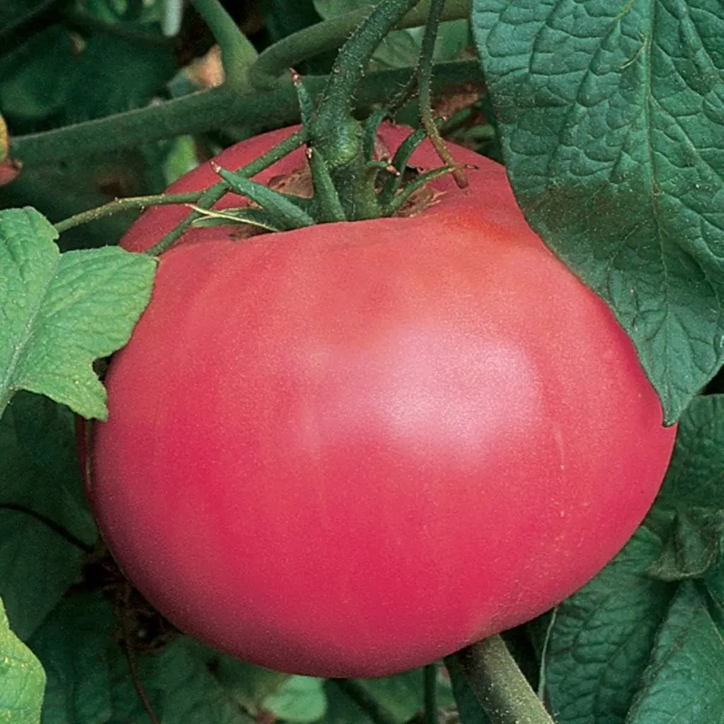 Brandywine Pink - The 5 Best Beefsteak Tomato Varieties To Grow!
