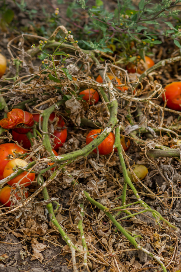 compost pile - plants