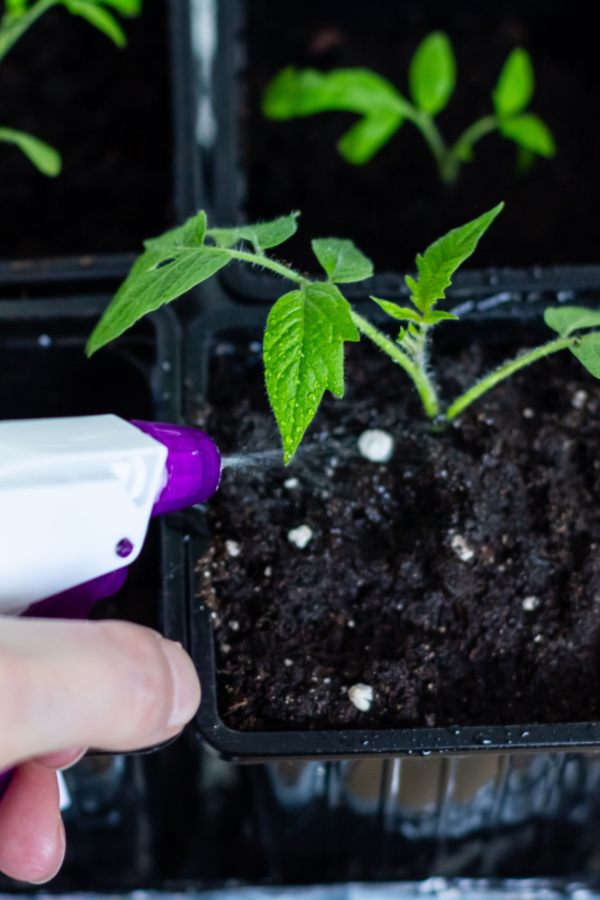 fertilizing seedlings