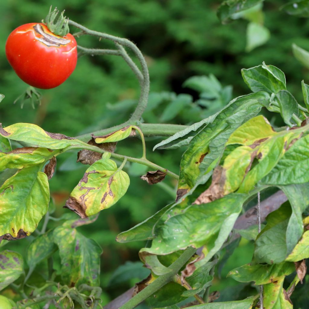 keep tomato plants from getting tomato blight