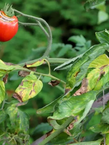 keep tomato plants from getting tomato blight