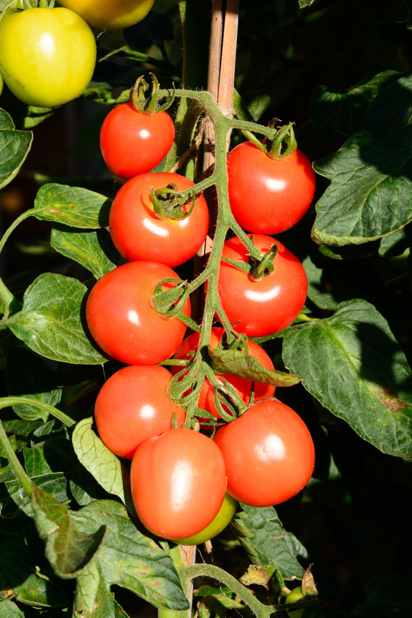 magic mountain tomato - blight resistant