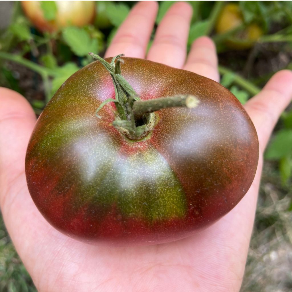 harvesting Cherokee purple tomatoes