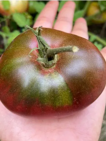 harvesting Cherokee purple tomatoes
