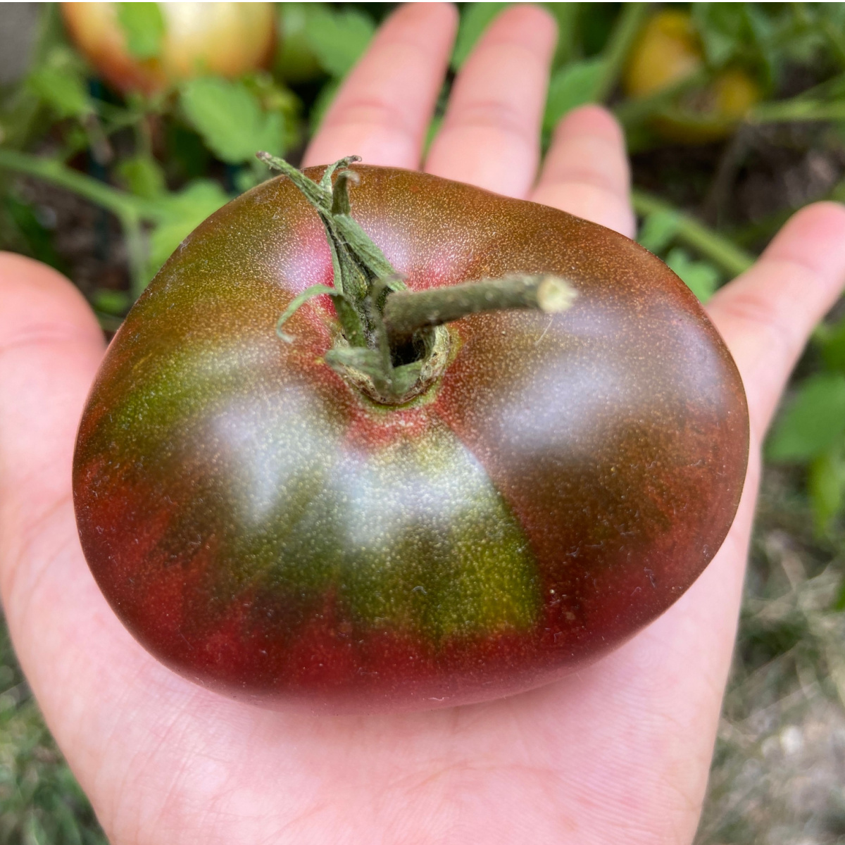 Growing Cherokee Purple Tomatoes