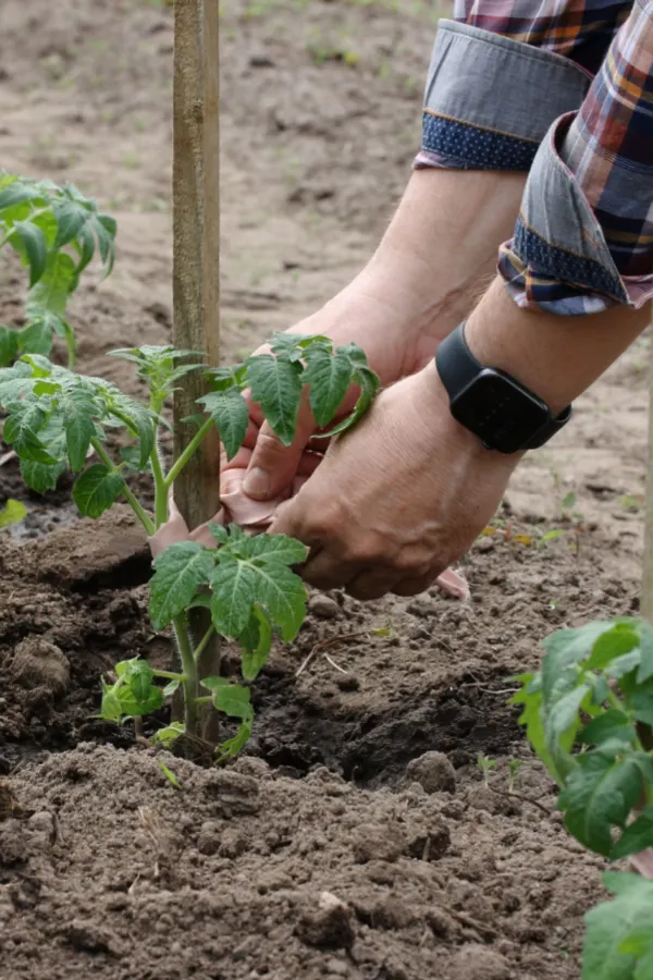 tomato stake