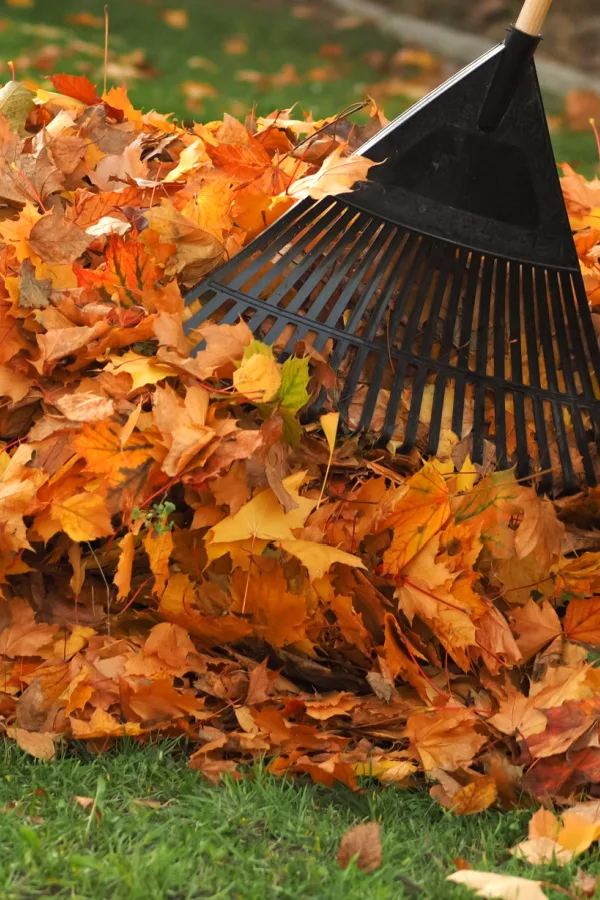 Someone raking dried leaves into a pile. 