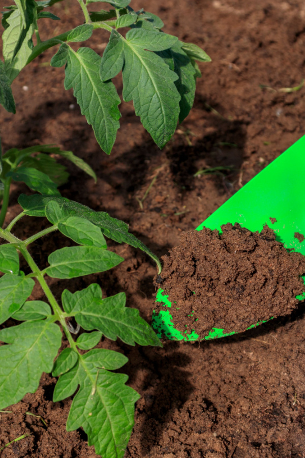 A green shovel being used to add soil or compost around a young tomato plant. 