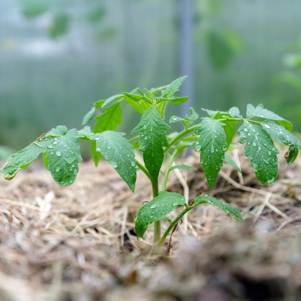 A young tomato plant with moisture on its leaves with mulch around the base out of focus. 