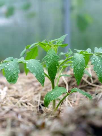 A young tomato plant with moisture on its leaves with mulch around the base out of focus.
