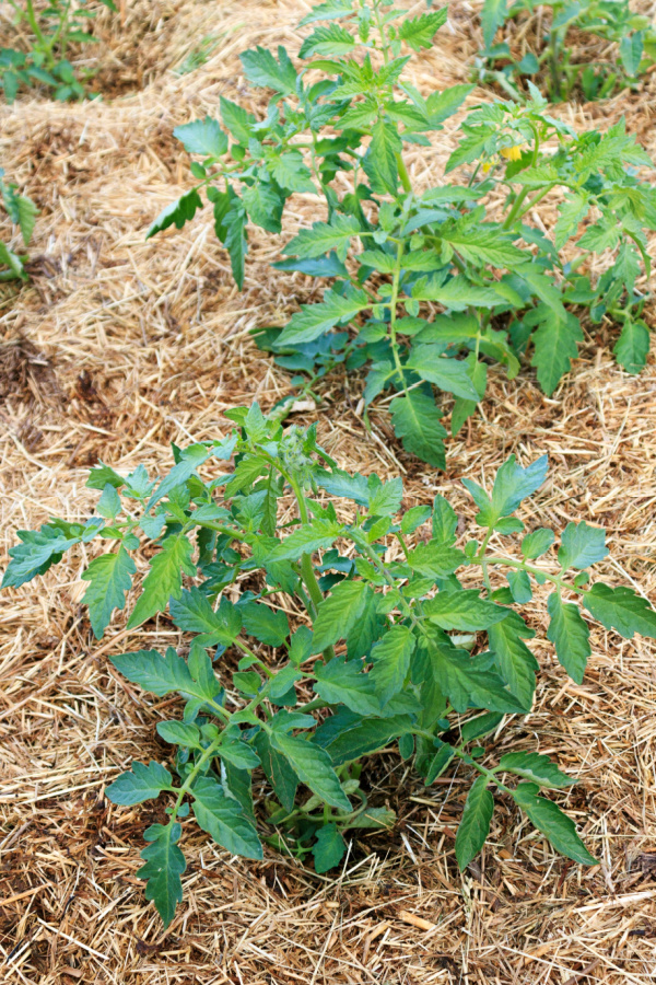 A thick layer of straw mulch around young tomato plants. 