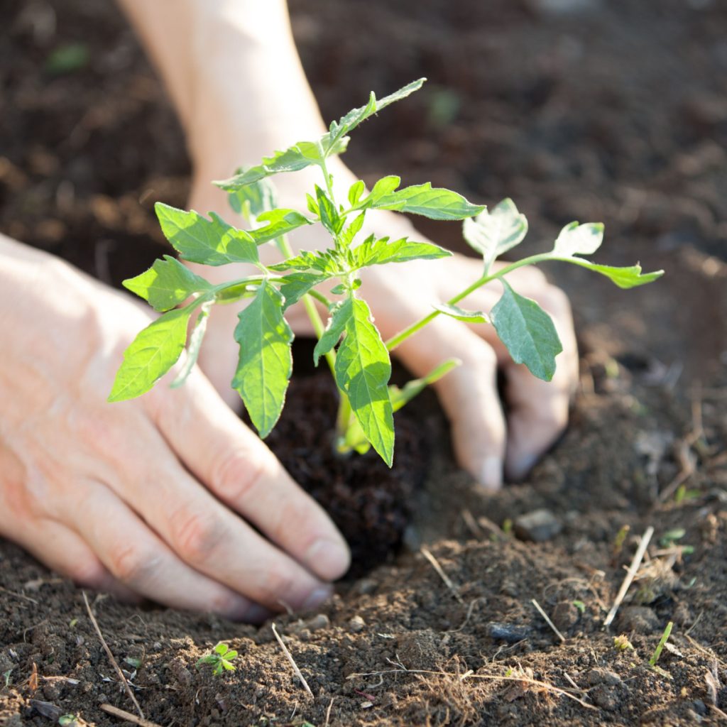 A young tomato seedling being planted in the soil.