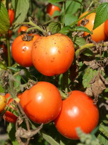 Blight taking over ripe tomatoes and their foliage