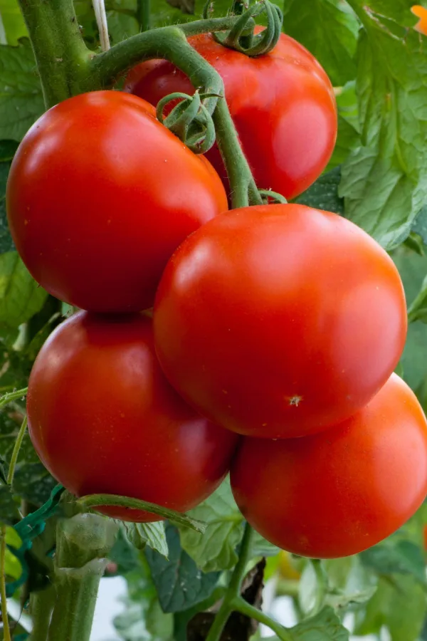 Mountain Merit tomatoes - blight resistant varieties