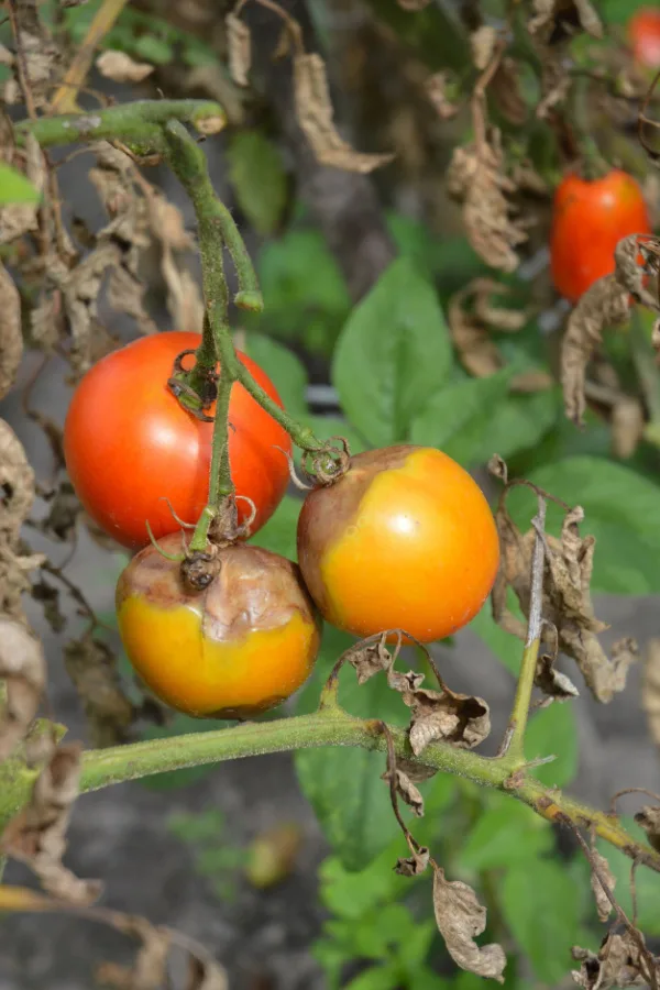 late season damage tomatoes