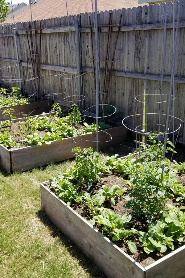 Multiple small raised beds in a yard