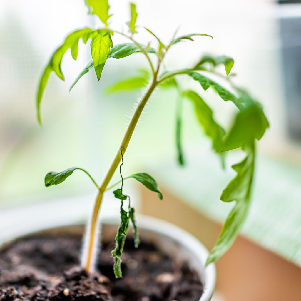 A leggy tomato seedling that was started indoors. 