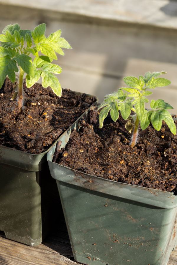 Small tomato plants in pots - 5 mistakes gardeners make