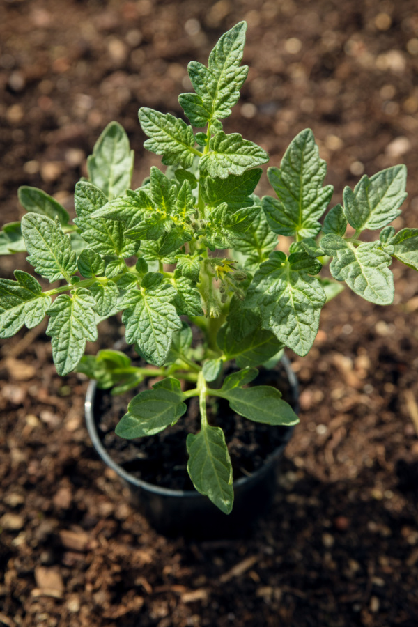 hardening off a vegetable plant