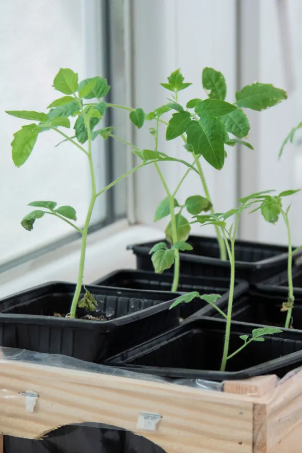 Very leggy and thin vegetable plants - from growing in a window