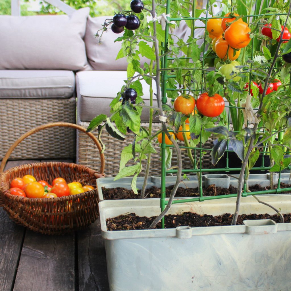 Tomatoes growing in containers on a patio