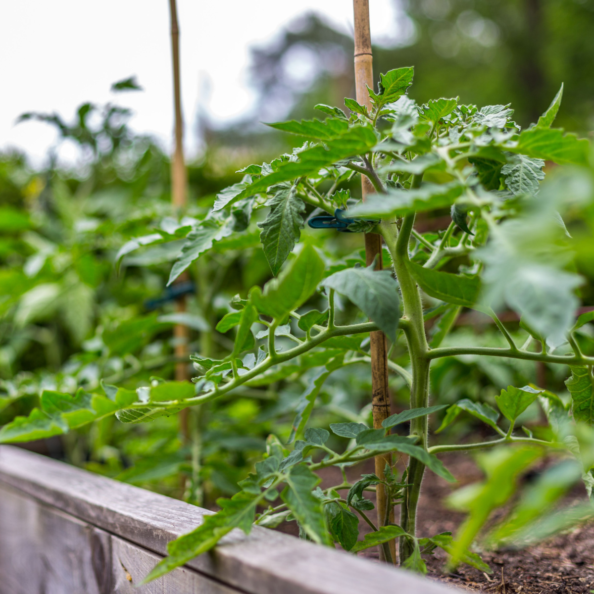 Growing Tomatoes In Raised Beds The Secrets To Success!