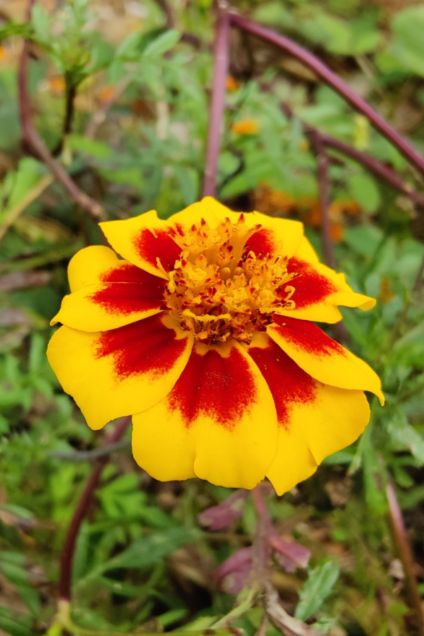 French marigolds - plant marigolds with tomato plants