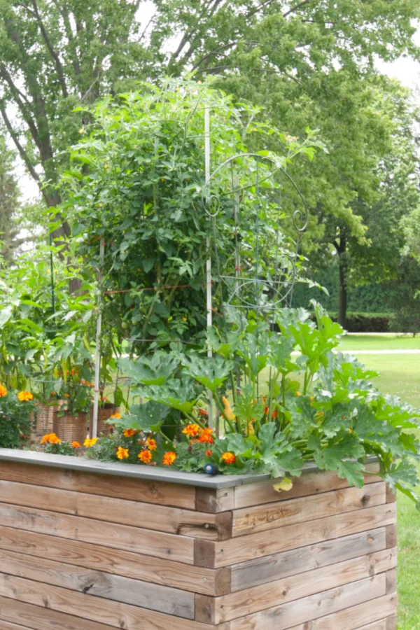 companion planting in raised beds