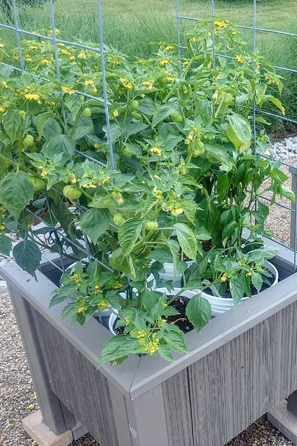 tomatoes in buckets