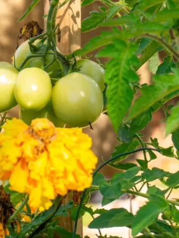 plant tomatoes with marigolds