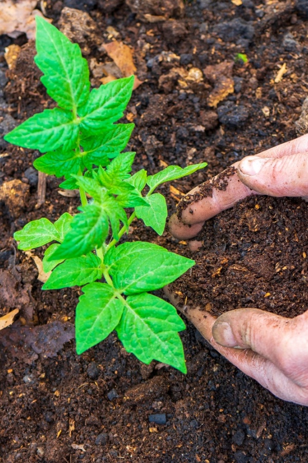 Compost being added around a tomato transplant