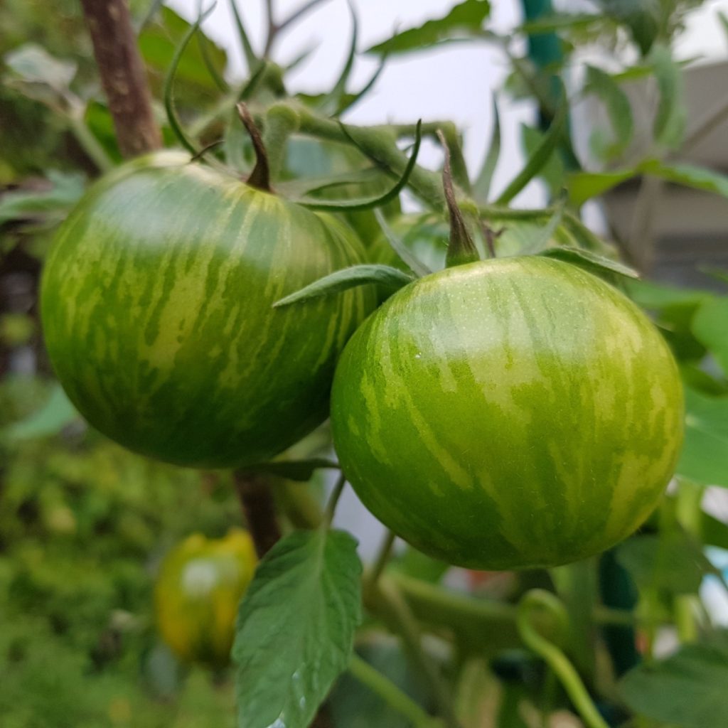 Green Zebra tomatoes growing on a plant