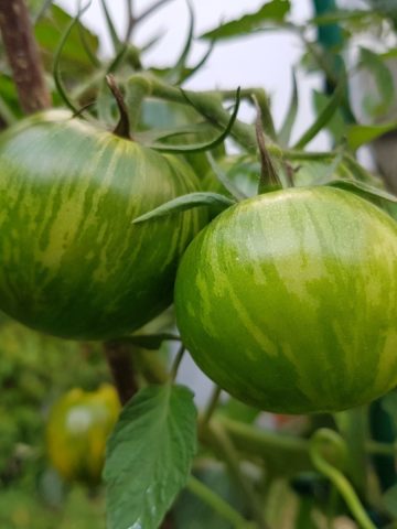 Green Zebra tomatoes growing on a plant