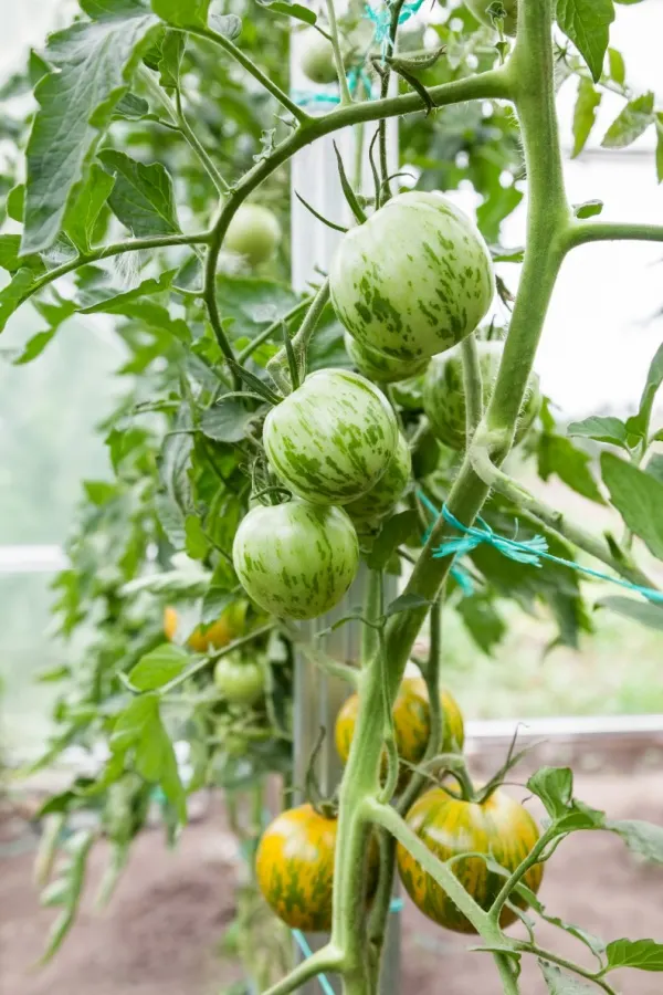 Ripe Green Zebra tomatoes on a vine