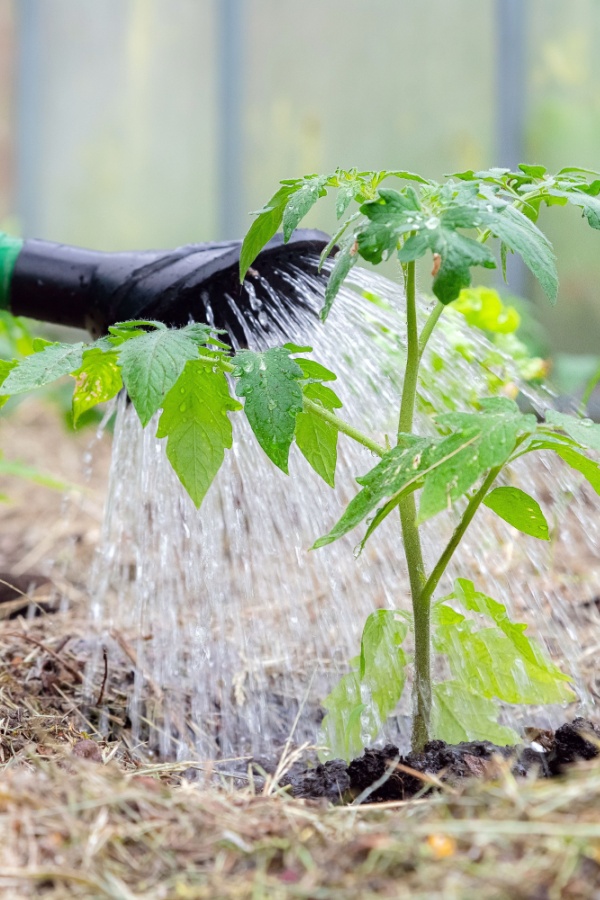 Watering tomato plant with mulch