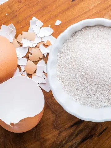 Powdered egg shells in a bowl