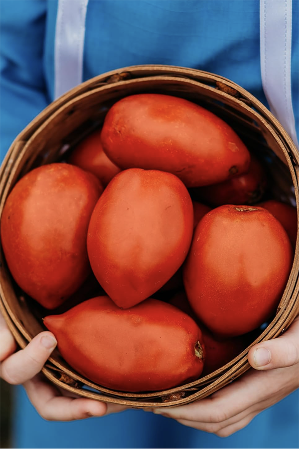 A basket of Amish Paste