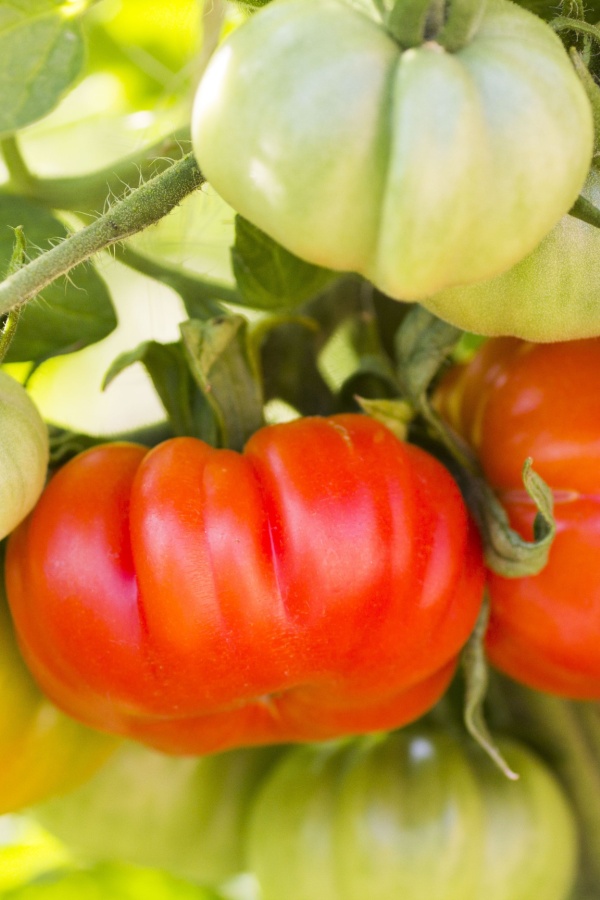 Multiple beefsteak on the vine