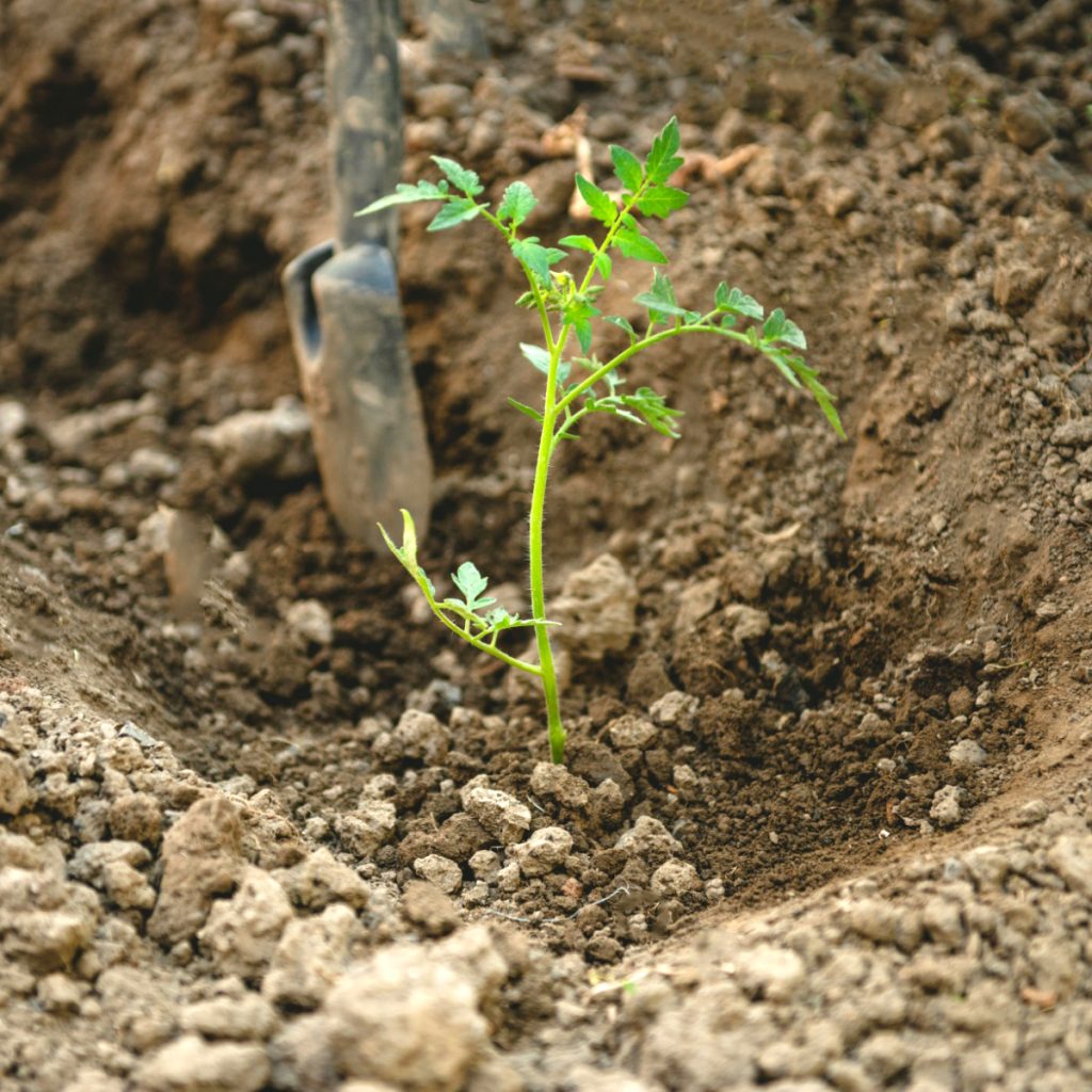 A tomato planted deeply in the soil.