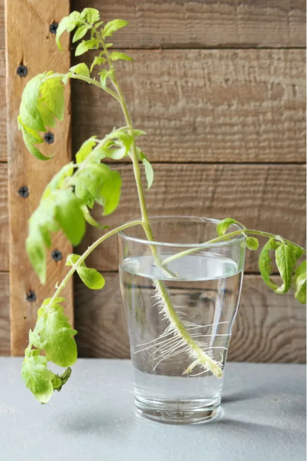 Roots growing on a tomato in a waterglass