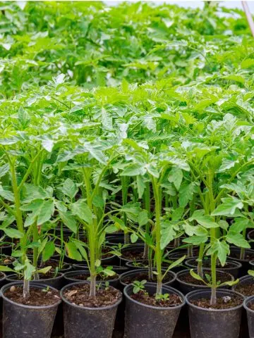 how to fertilize tomato transplants and seedlings