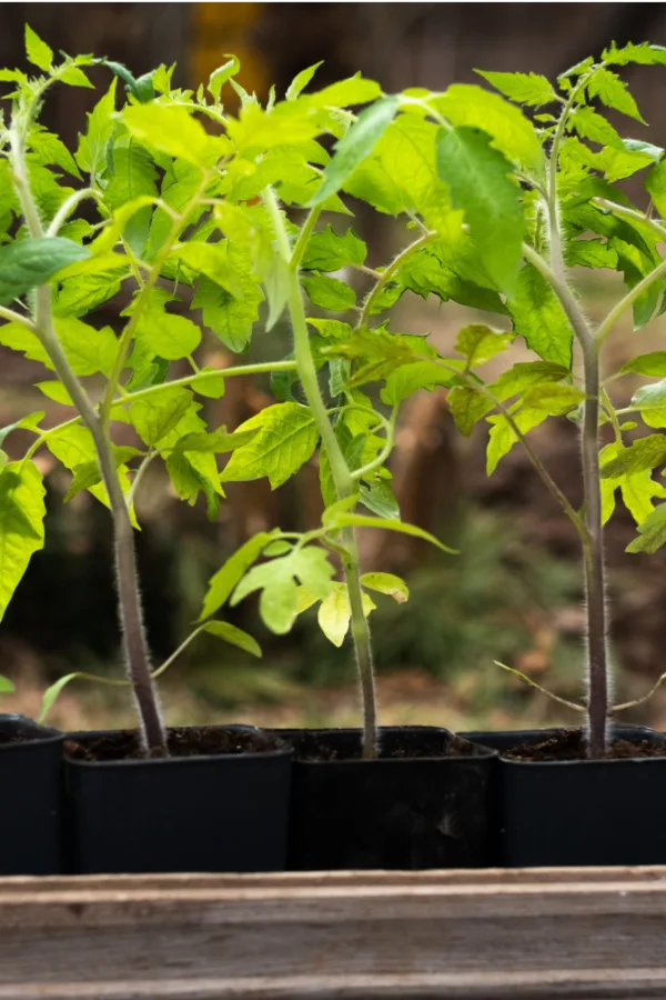 how to fertilize tomato transplants and seedlings