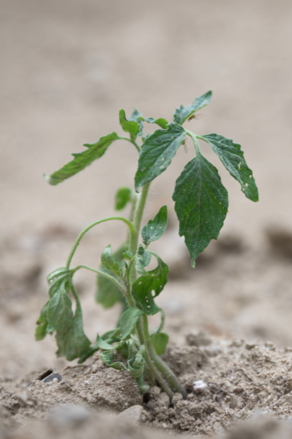 planting early - tomato planting mistakes